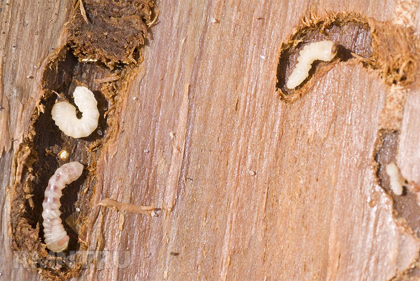 Жуки живущие в древесине